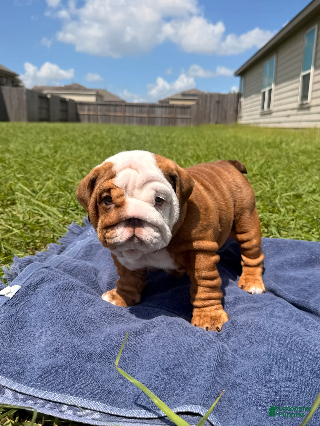 English Bulldog dogs for sale: Chunky Monkey - Ad 1