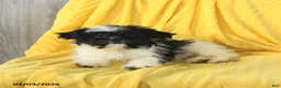 Shih Tzu dogs for sale: Annie - Ad 2