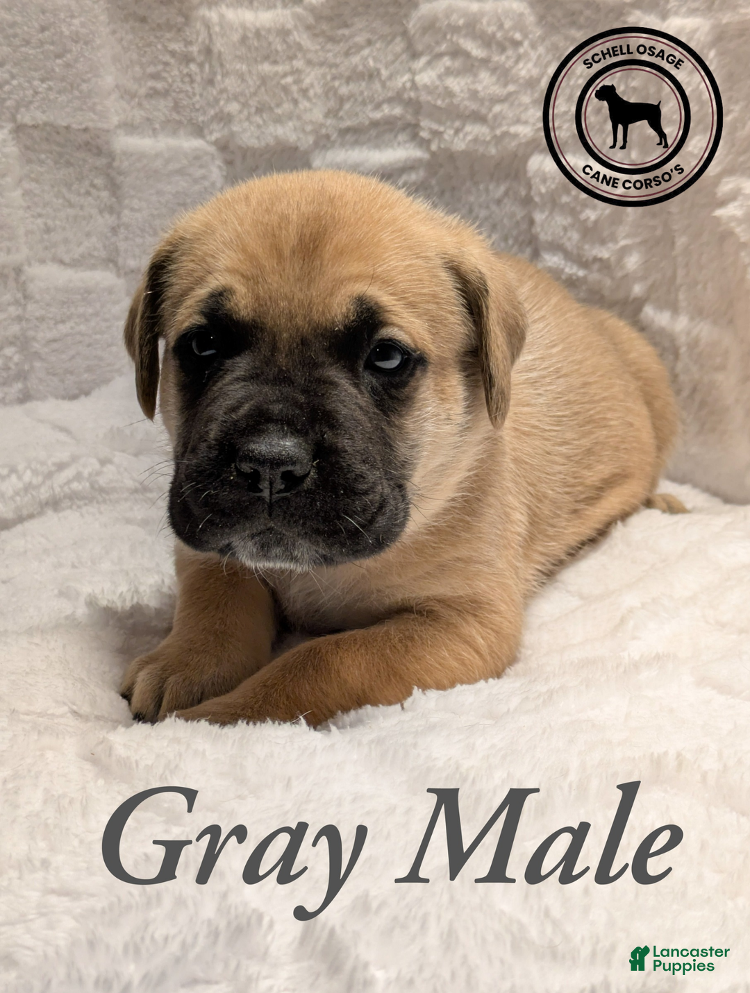 Cane Corso dogs for sale: Gray - Ad 2