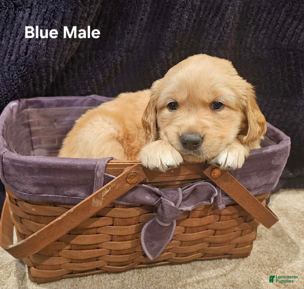 Golden Retriever dogs Golden Retriever Puppy 1 - Ad 31