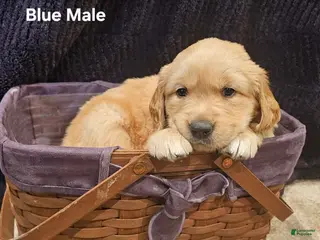 Golden Retriever dogs Golden Retriever Puppy 1 - Ad 31