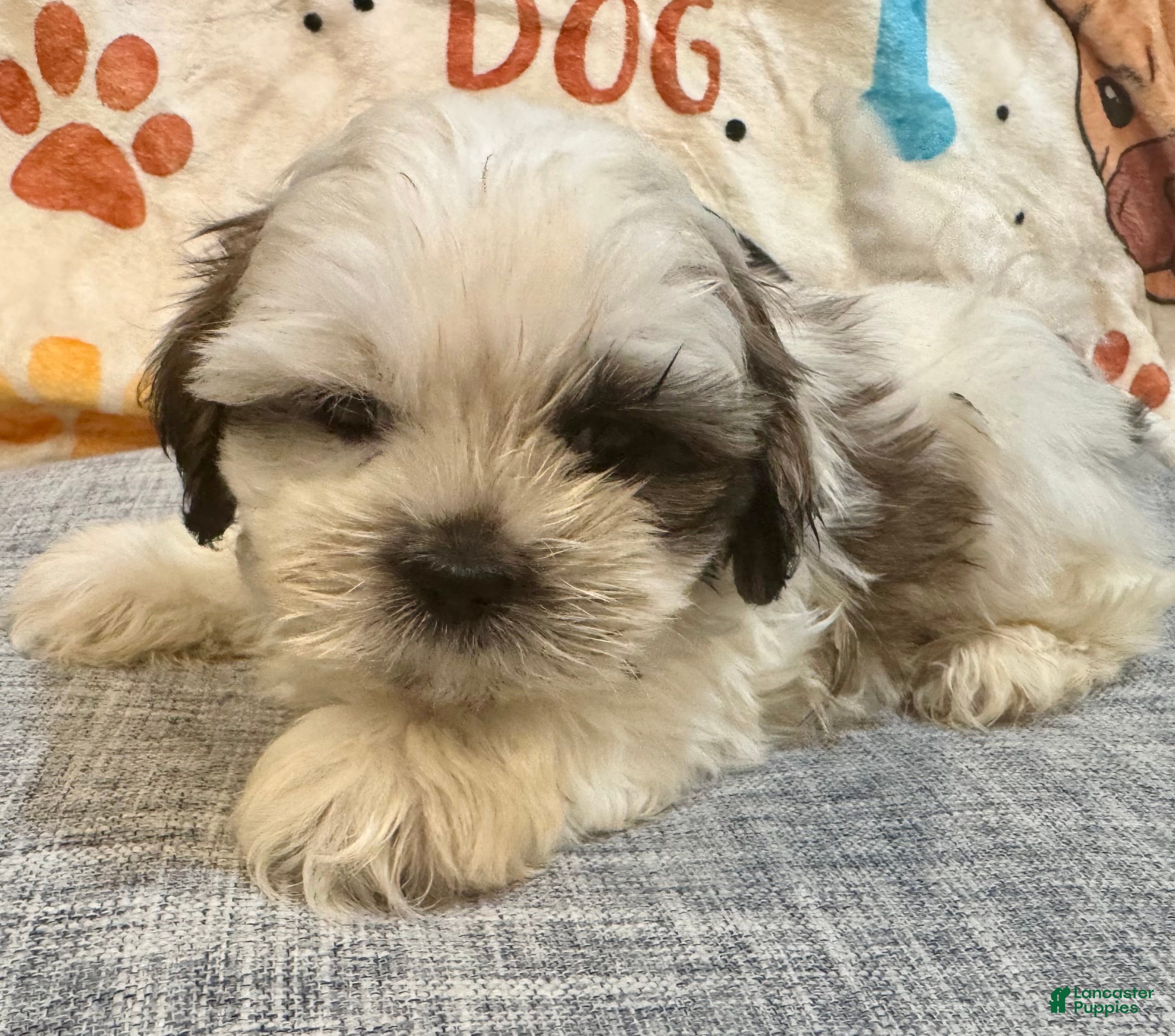 Shih Tzu dogs Jello - Ad 4