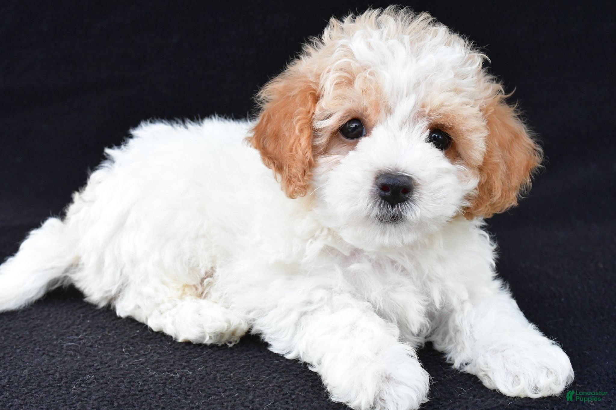 Cavachon dogs Jasper - Ad 1