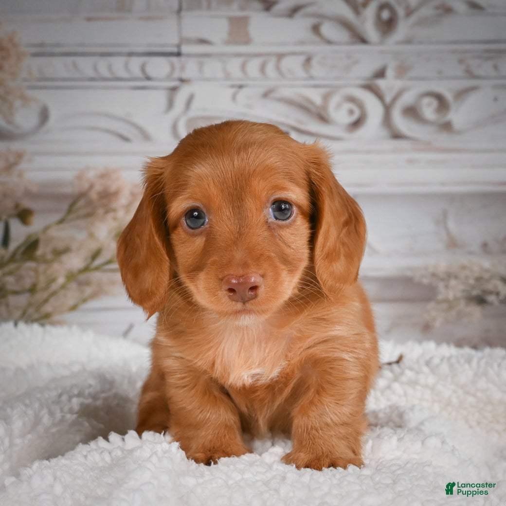 Miniature Dachshund dogs for sale: AKC-Bobby - Ad 9