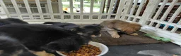 Mixed Breed dogs for sale: Betsy Ross - Ad 2