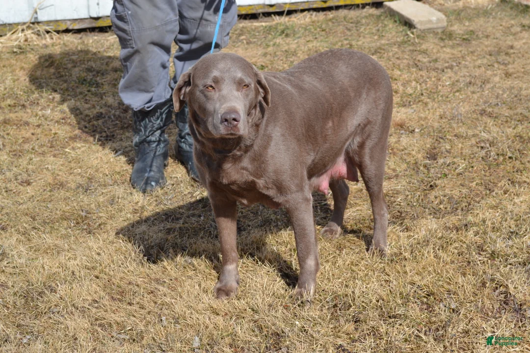 Labrador Retriever dogs for sale: Barry - Ad 6