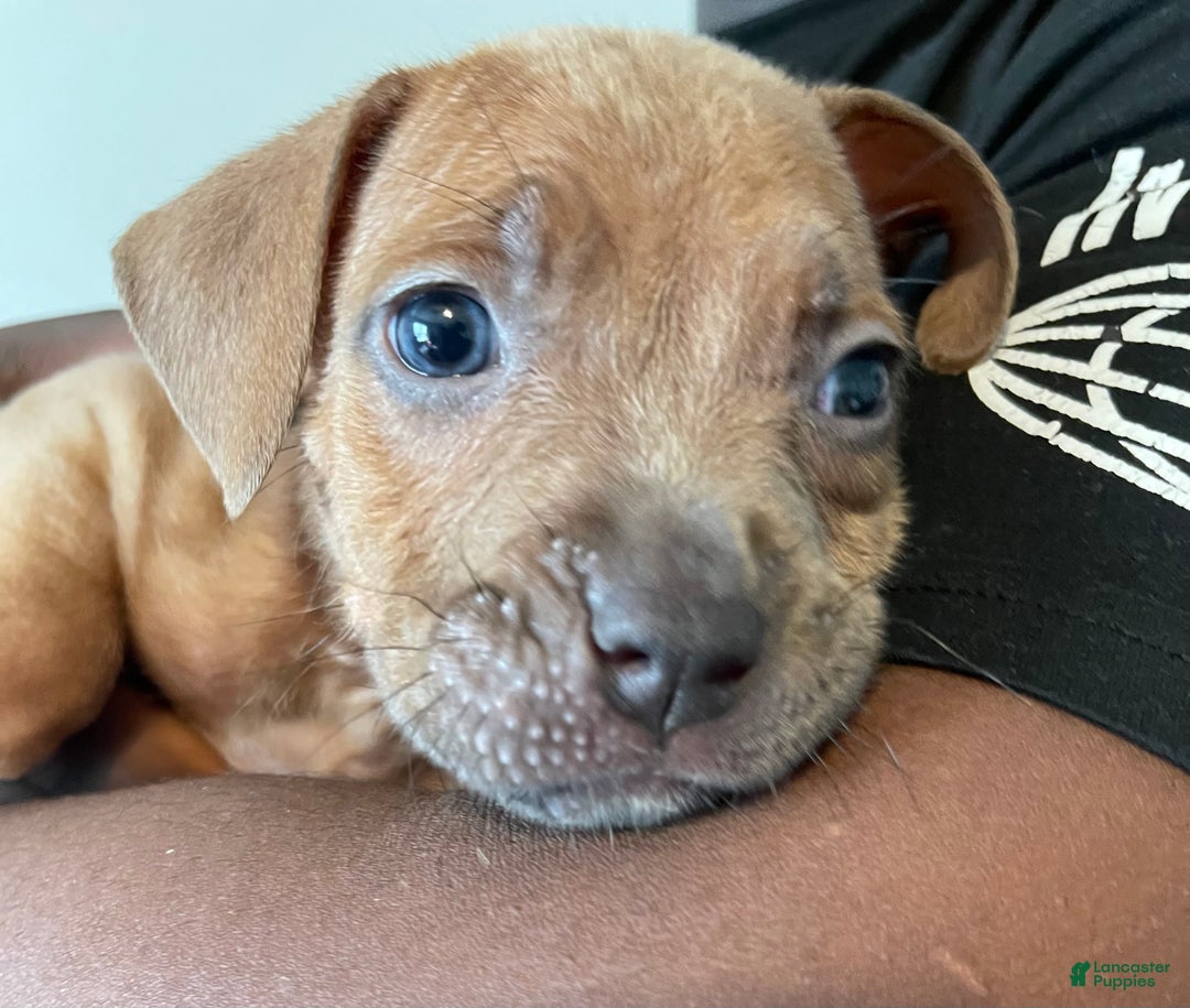 American Pit Bull Terrier dogs for sale: American Pit Bull Terrier Puppy 1 - Ad 1