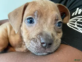 American Pit Bull Terrier dogs American Pit Bull Terrier Puppy 1 - Ad 40