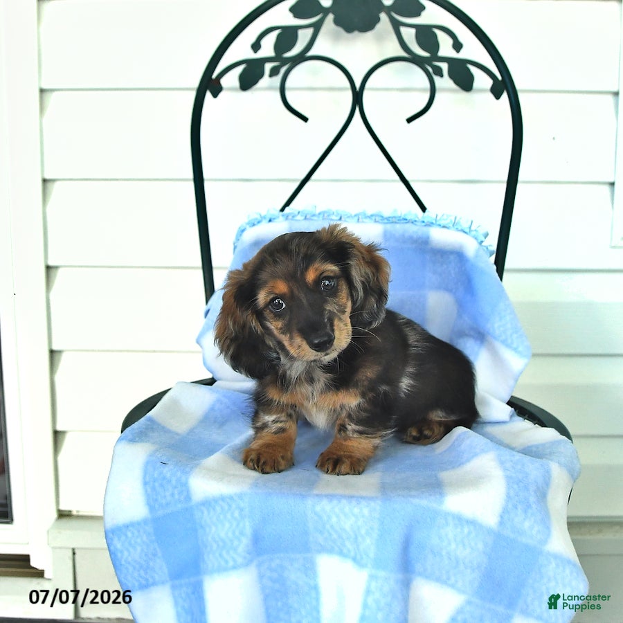 Miniature Dachshund dogs Bentley - Ad 2