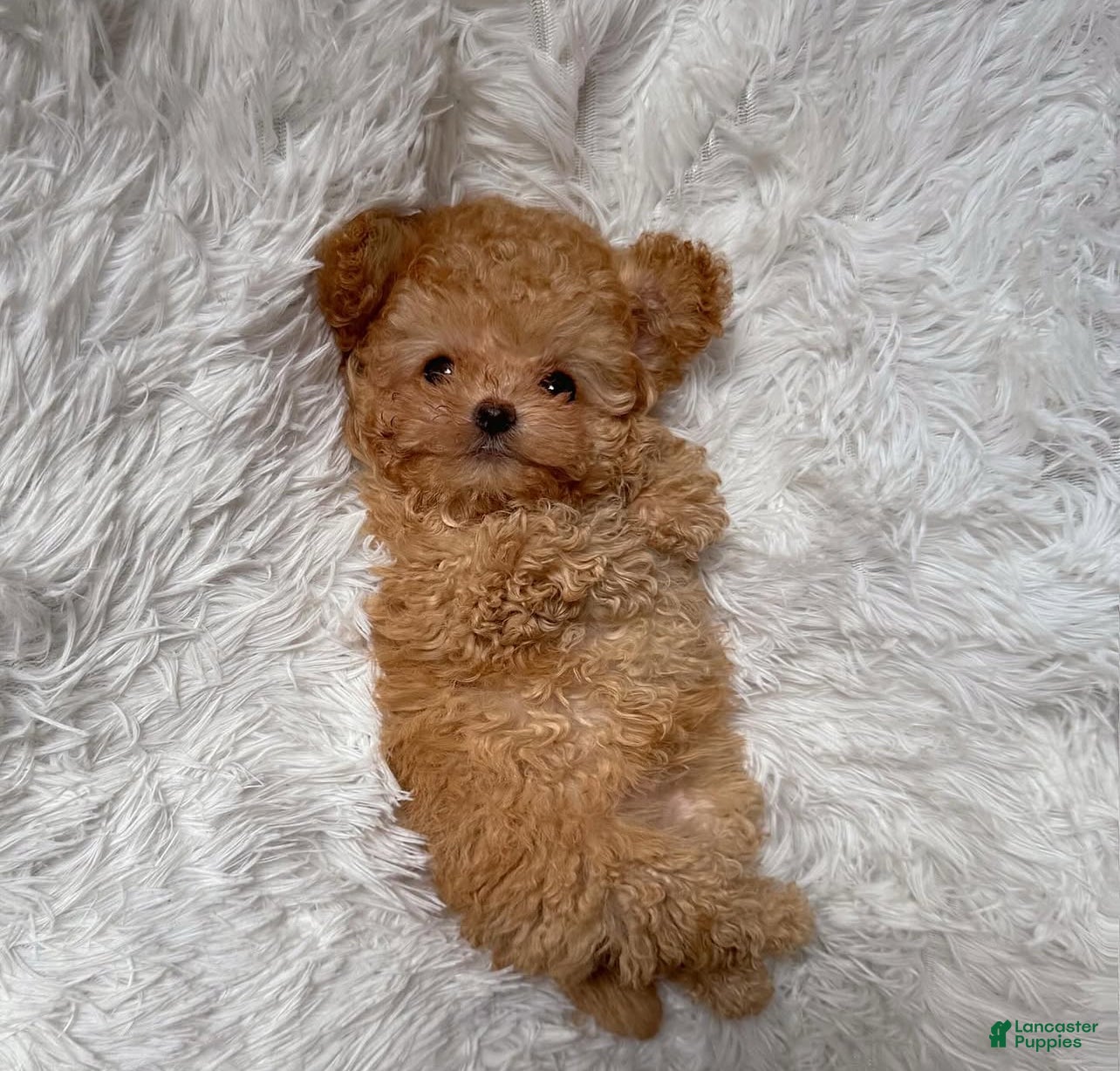 Toy Poodle dogs Sunny  - Ad 2