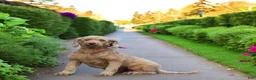 Mini Goldendoodle dogs for sale: Annabelle - Mini F1BB - Ad 7