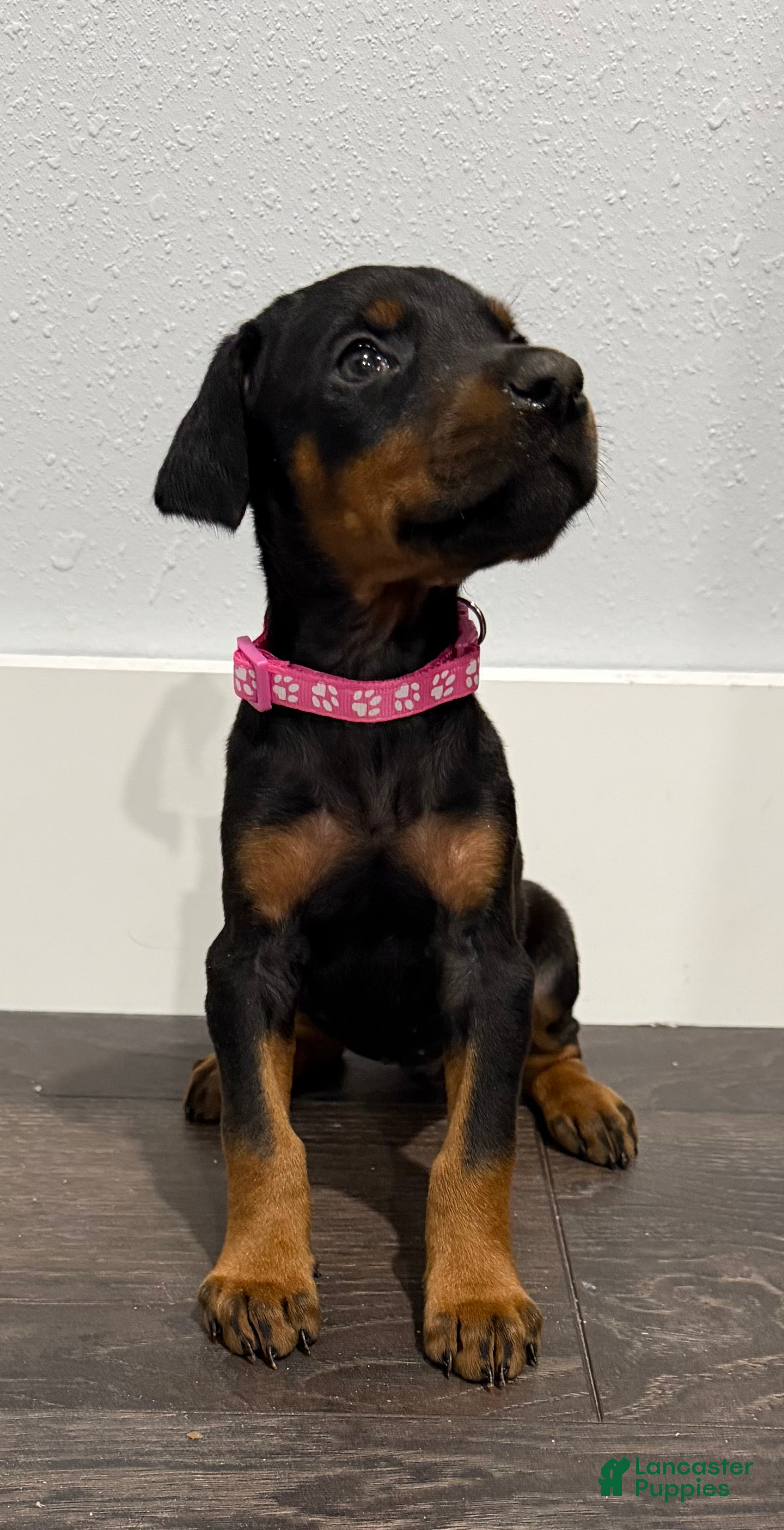 Doberman Pinscher dogs Doberman Pinscher 2 - Ad 1
