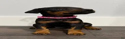 Doberman Pinscher dogs for sale: Doberman Pinscher 2 - Ad 1