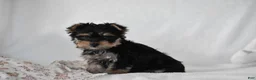 Yorkshire Terrier dogs for sale: Buttons - Ad 8