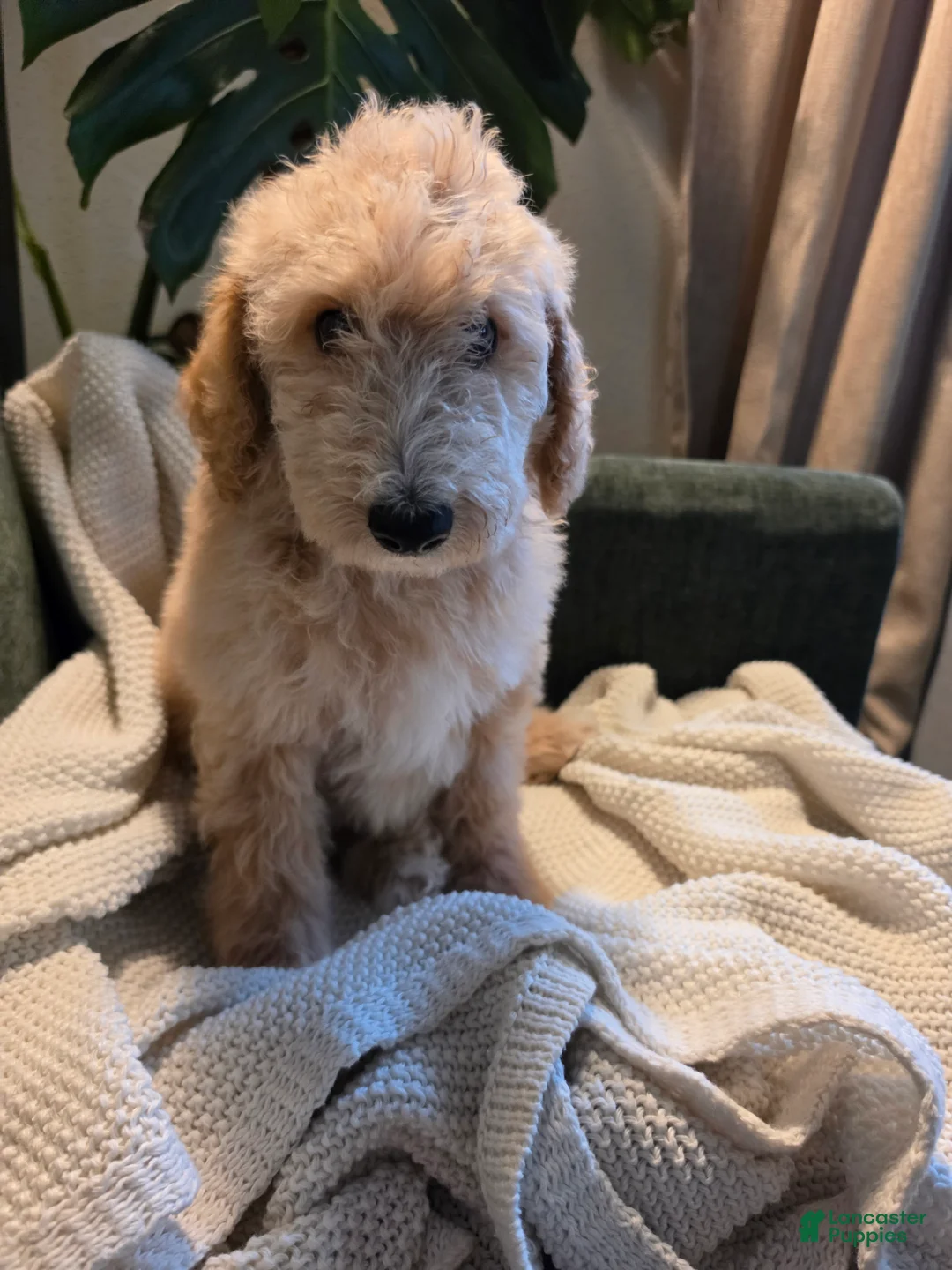 Labradoodle dogs for sale: Frappe - Yellow collar - Ad 2