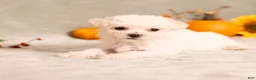 Bichon Frise dogs for sale: Queenlynn - Ad 5