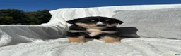 Mixed Breed dogs for sale: Mixed Breed 4 - Ad 5