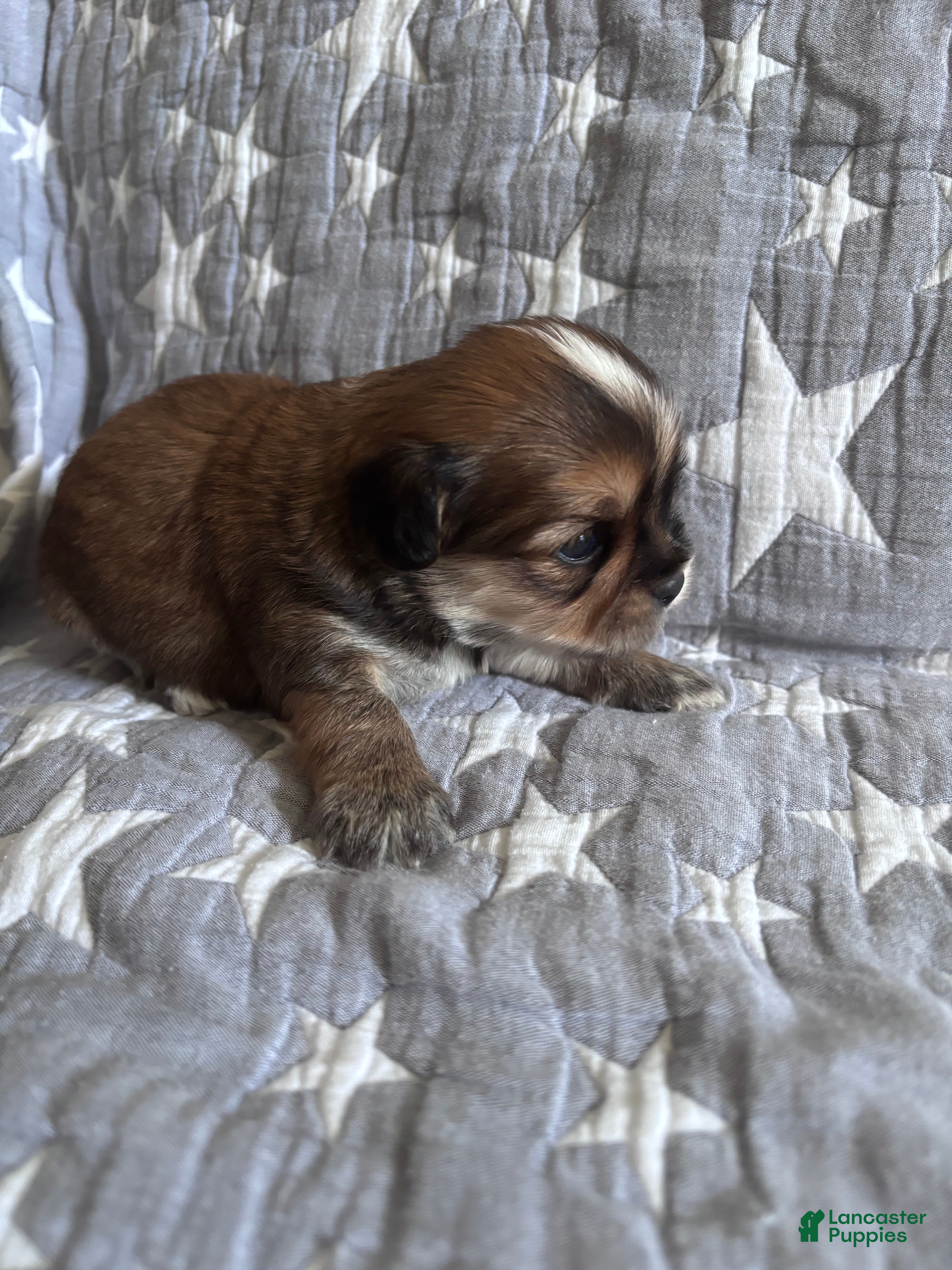 Shorkie dogs for sale: Shorkie 2 Brn/tan/wht male $1200 - Ad 11