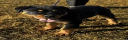 Rottweiler dogs for sale: Anya - Ad 3