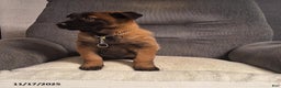 Belgian Malinois dogs for sale: Daisy - Ad 2
