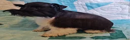 Miniature Schnauzer dogs for sale: Bubba - Ad 7