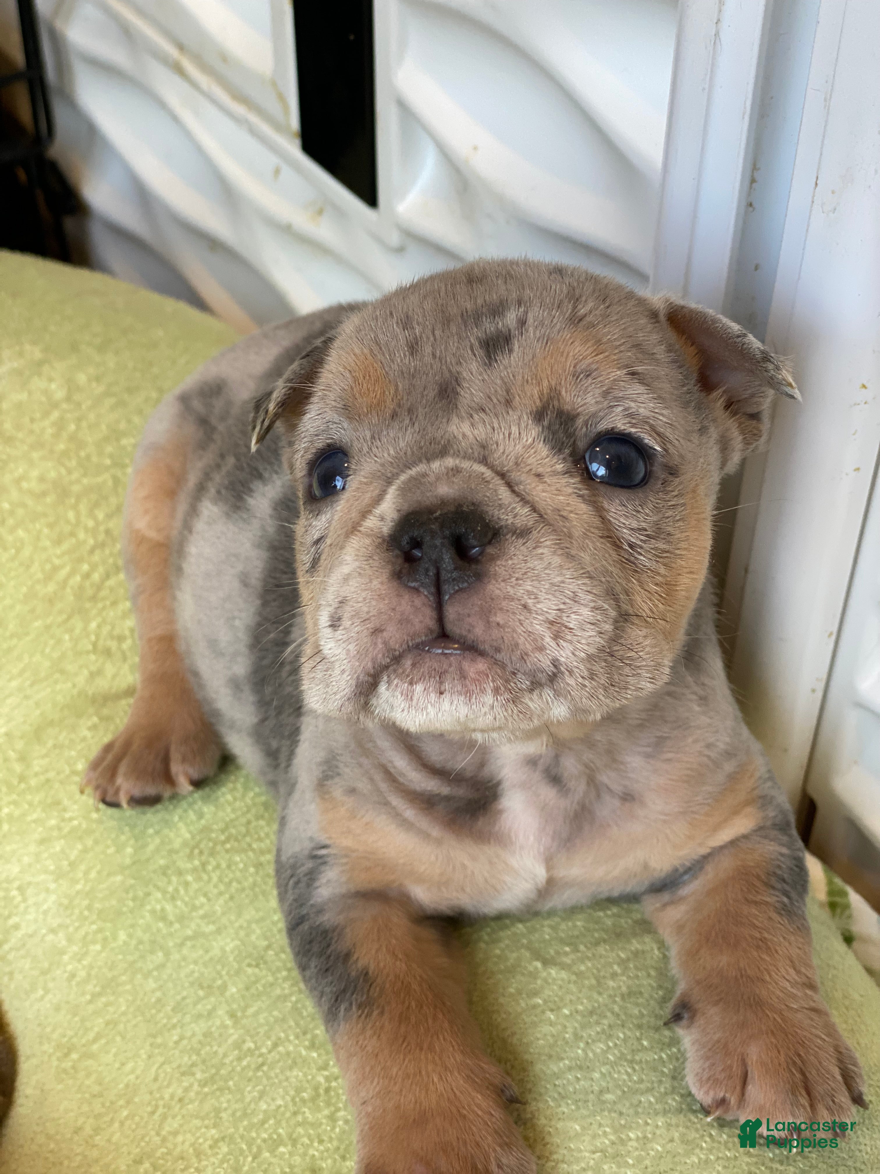 English Bulldog dogs Dawn - Ad 13