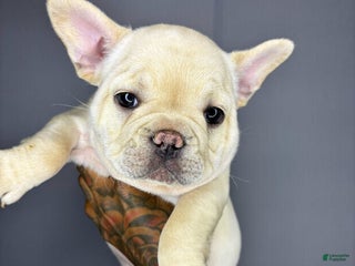 French Bulldog dogs - Ad 17