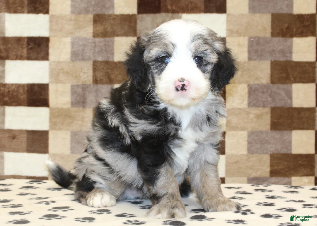 Mini Bernedoodle dogs for sale: Dawn - Ad 9