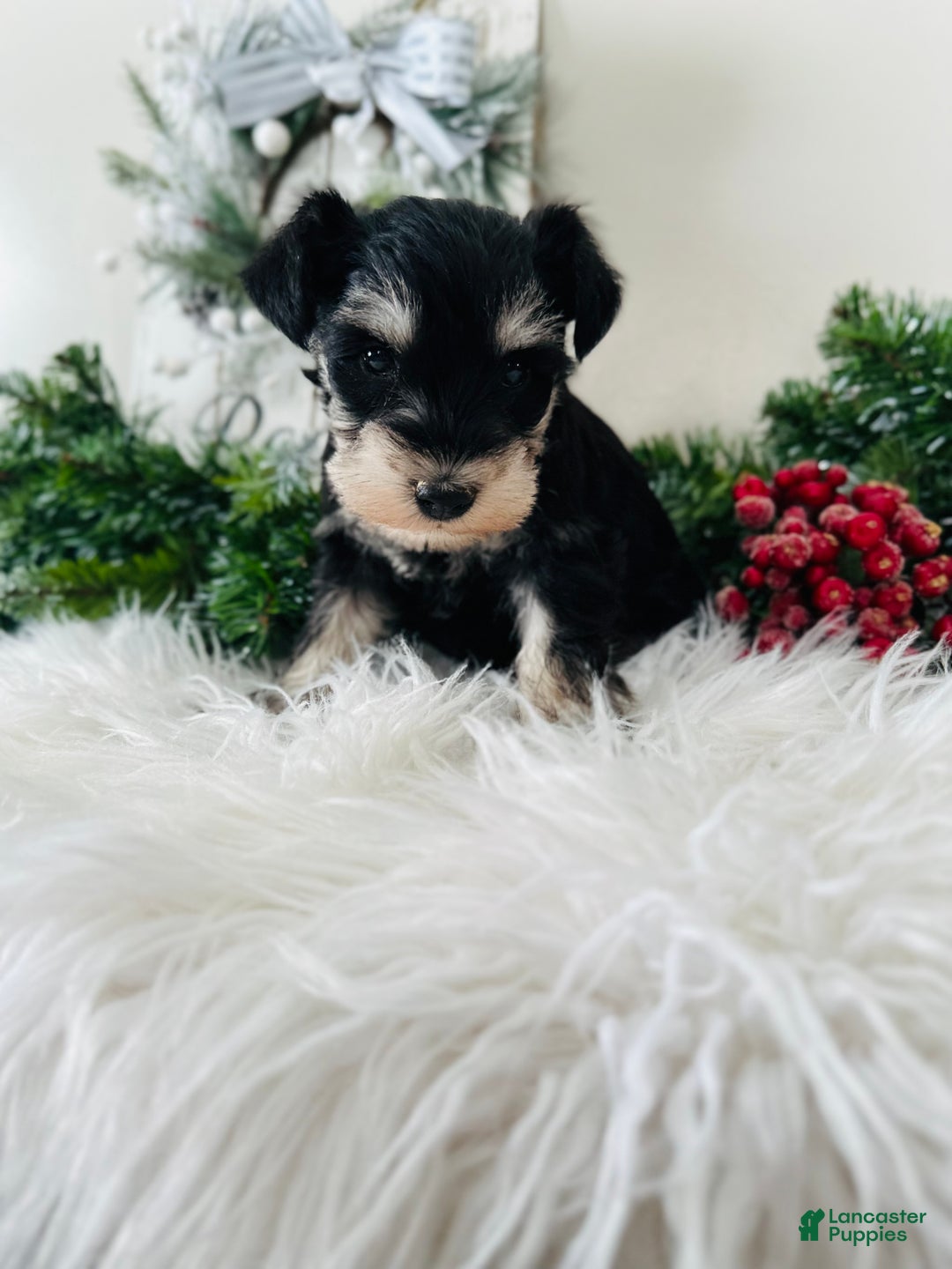 Miniature Schnauzer dogs for sale: Brody - Ad 7