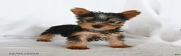 Yorkshire Terrier dogs for sale: Waldo - Ad 3