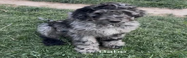Bernedoodle Puppy 3