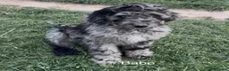 Bernedoodle dogs for sale: Bernedoodle Puppy 3 - Ad 1