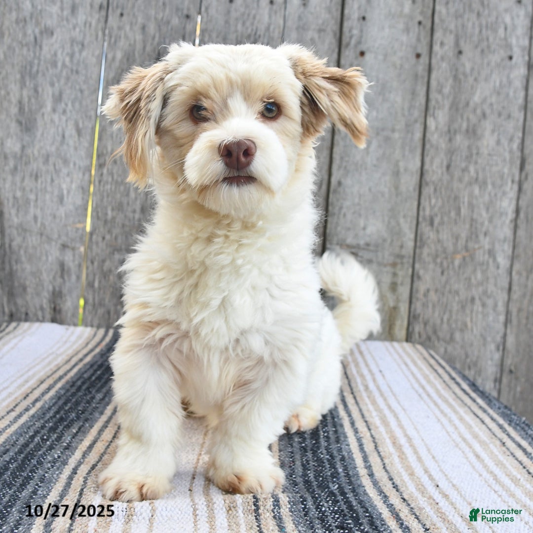 Havanese dogs for sale: Titus  - Ad 5