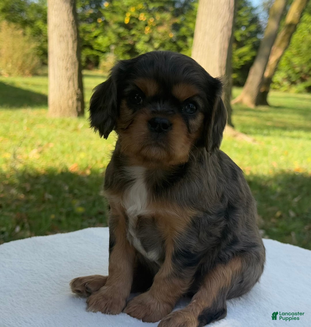 Cavalier King Charles Spaniel Puppies for sale in New York