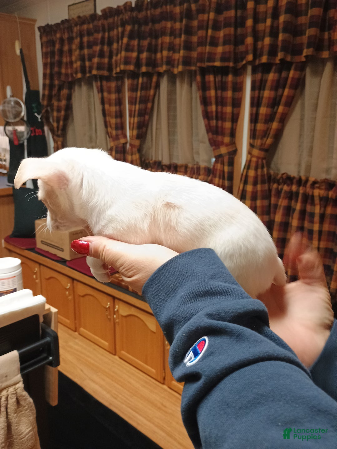 Chihuahua dogs for sale: Cosmo toy - Ad 6