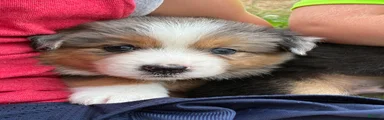Banjo
