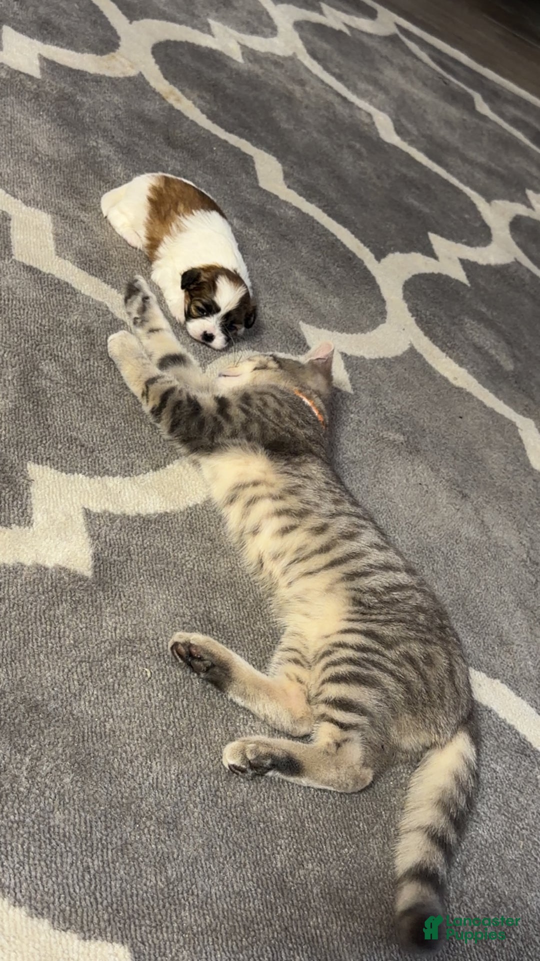 Shihpoo dogs for sale: Shihpoo Puppy 2 - Ad 8