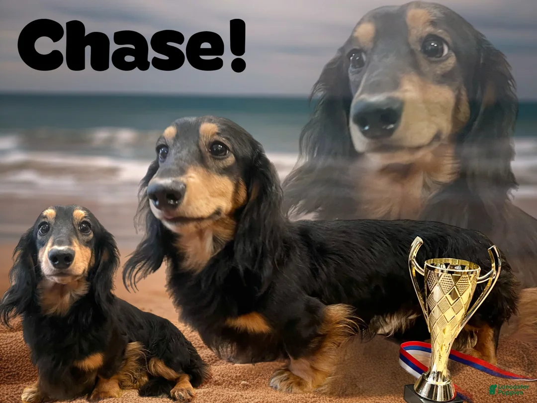 Miniature Dachshund dogs for stud: For stud not sale  - Ad 2