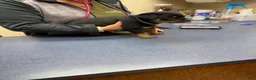 Rottweiler dogs for sale: Rottweiler 6 - Ad 7