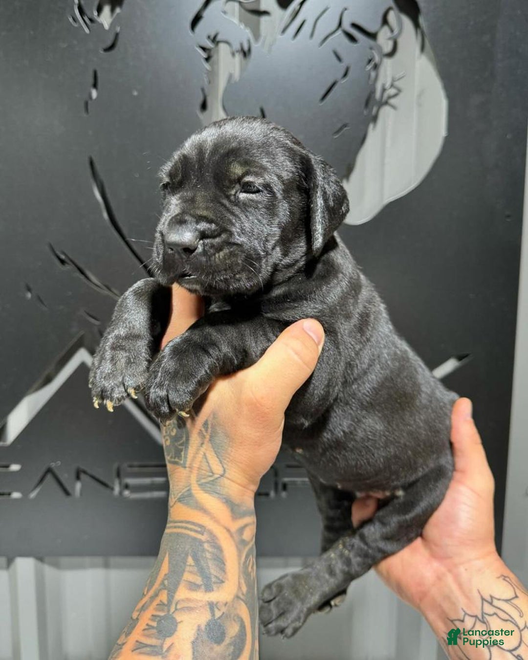 Cane Corso dogs for sale: Rocco - Ad 1