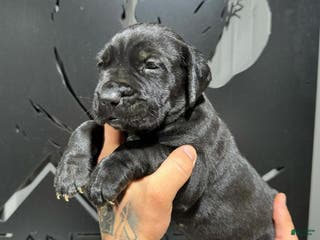 Cane Corso dogs Rocco - Ad 6