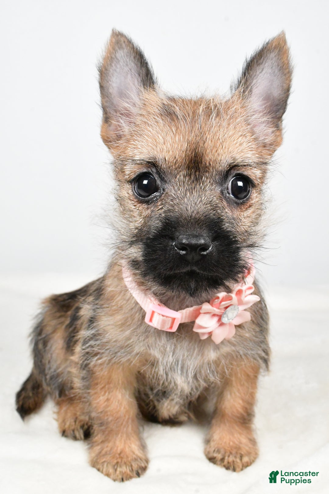 Cairn Terrier dogs for sale: Trisa - Ad 8