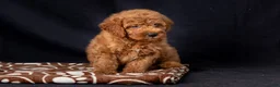 Mini Goldendoodle dogs for sale: Lucas - Ad 6