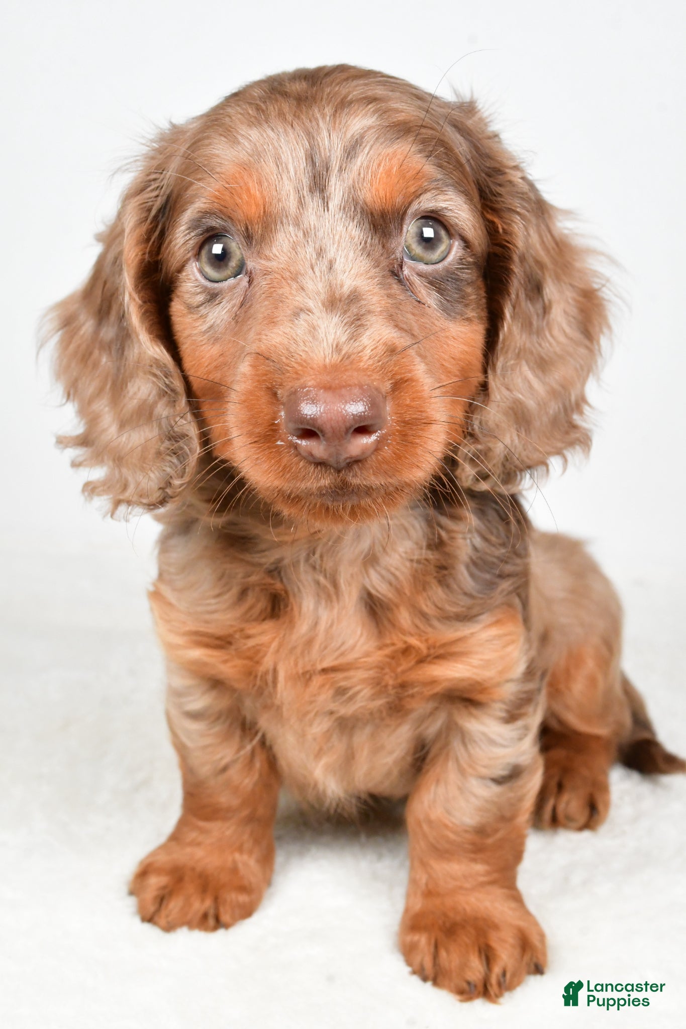 Dachshund dogs Theodore - Ad 1