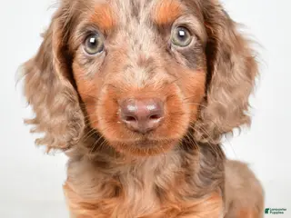 Dachshund dogs for sale: Theodore - Ad 1