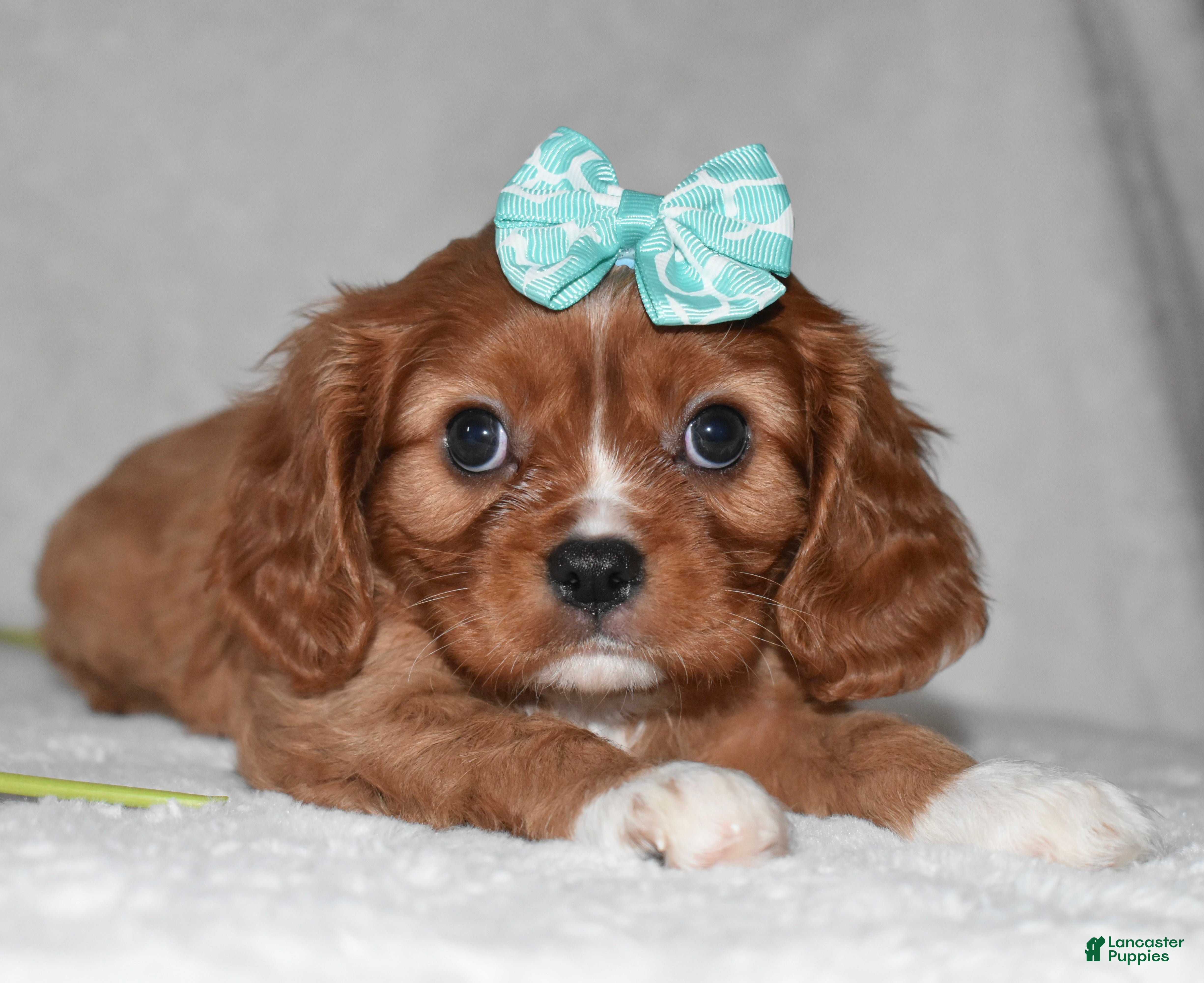 Cavalier King Charles Spaniel dogs Rhea - Ad 30