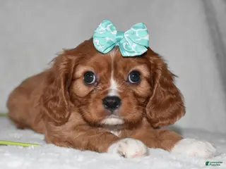 Cavalier King Charles Spaniel dogs Rhea - Ad 30