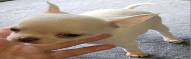 Chihuahua 2
