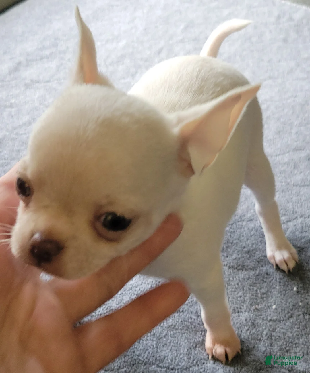 Chihuahua dogs for sale: Chihuahua 2 - Ad 1