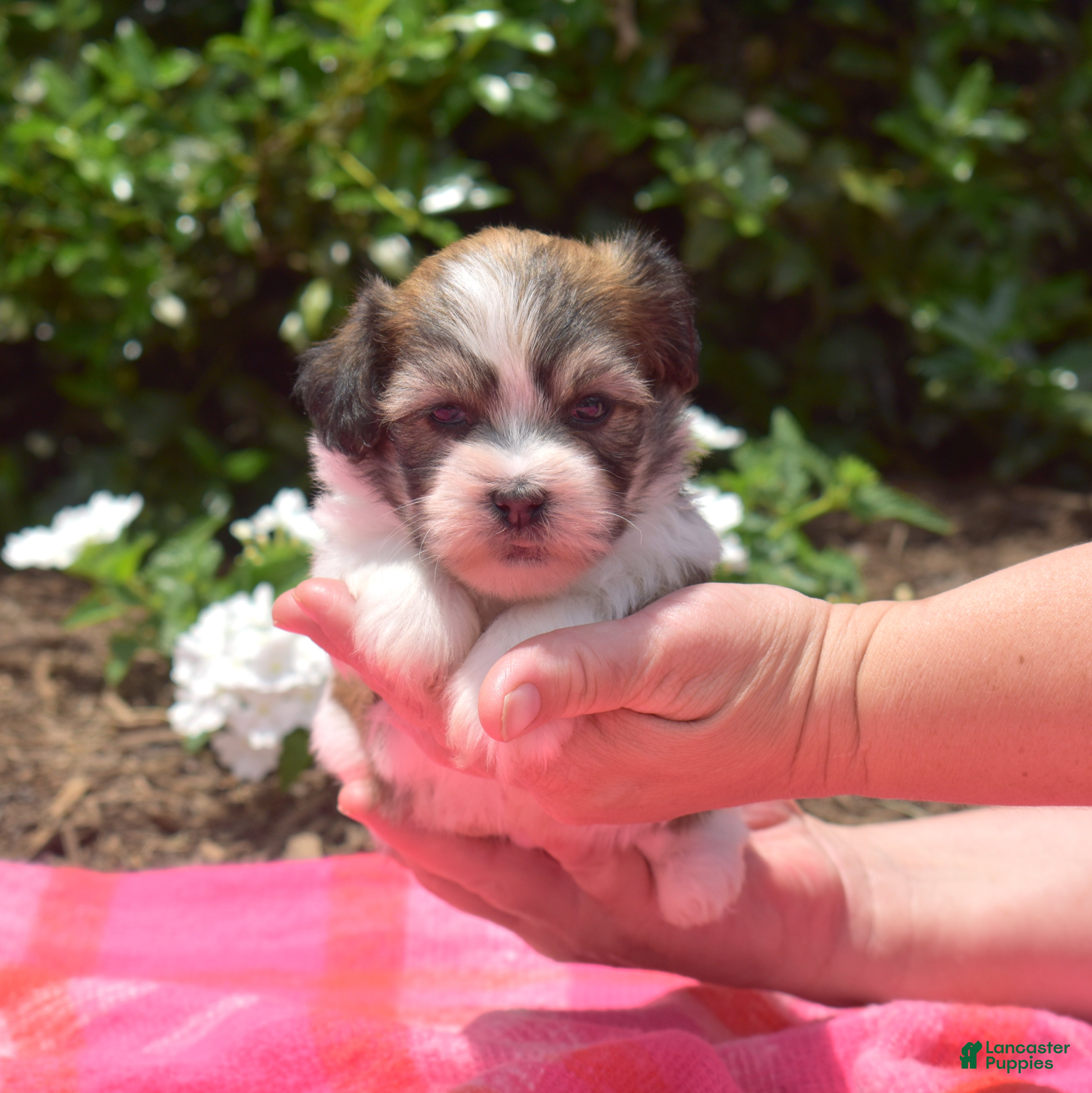 Teddy Bear dogs Monkey - Ad 2